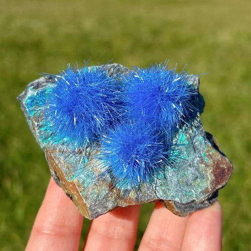 Natural raw dandelion - natural,
